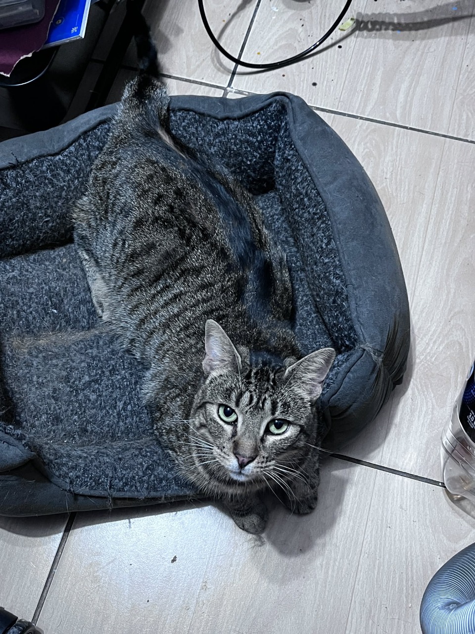 la kiti la kiti